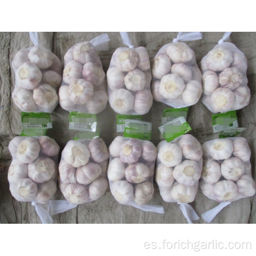 Cultivo normal de ajo blanco 2019 Tamaño 5.0
